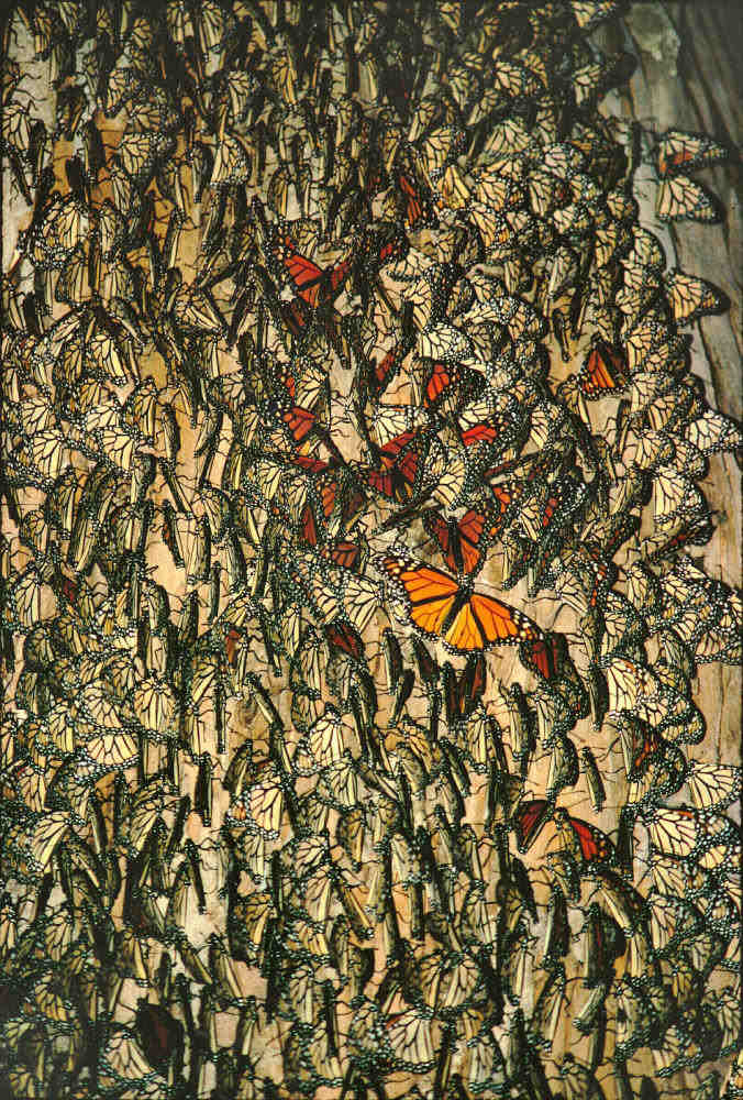 Mass of Monarchs