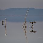 Massaciuccoli - Magia dell'Alba