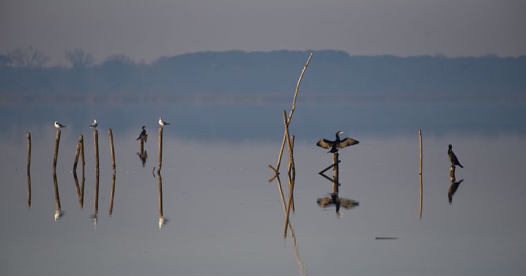 Massaciuccoli - Magia dell'Alba