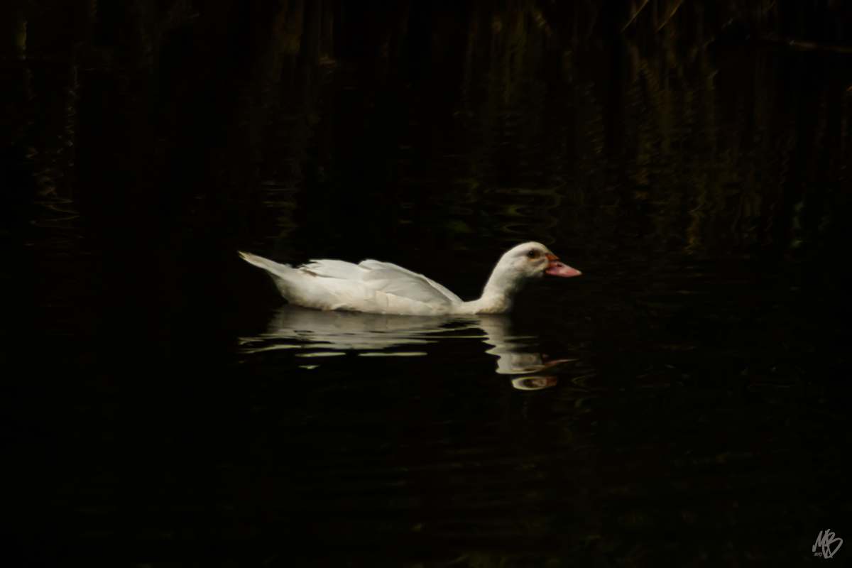 Massaciuccoli3