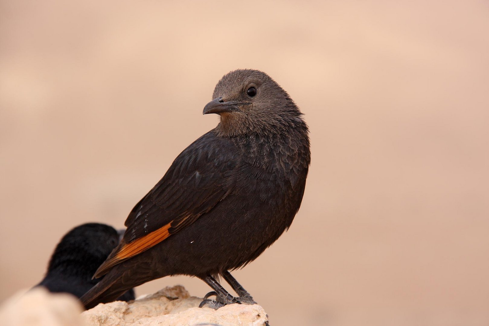 Massada, Tristra's Starling