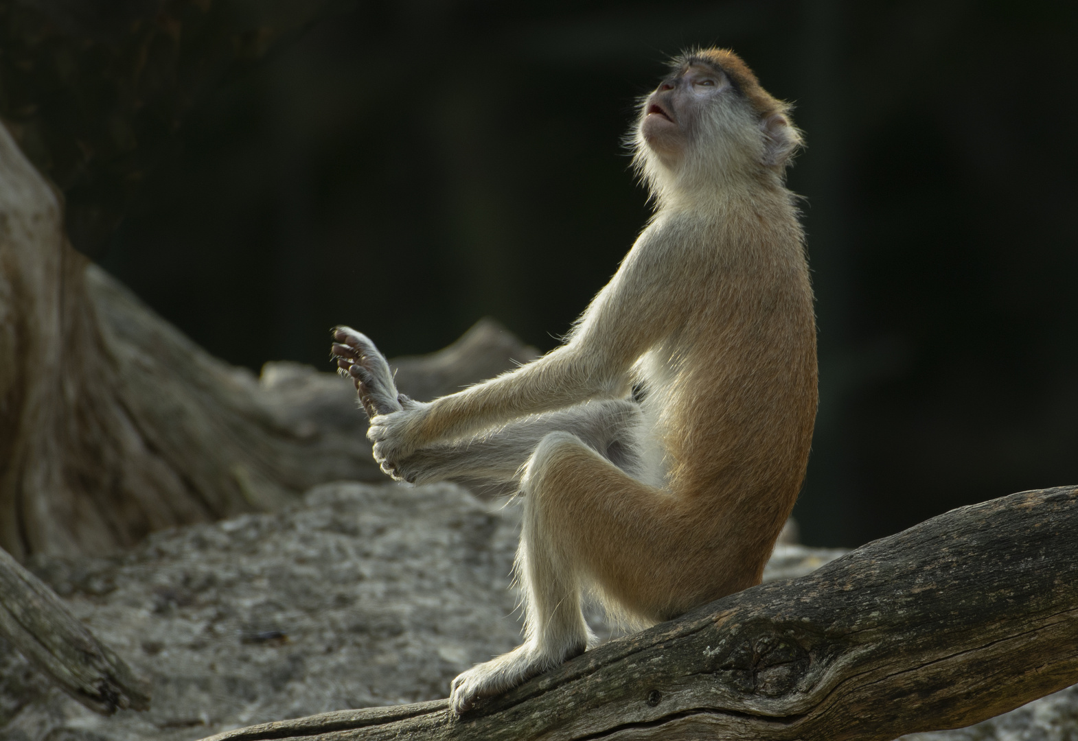 Massage de pied (Erythrocebus patas, Patas ou singe rouge)