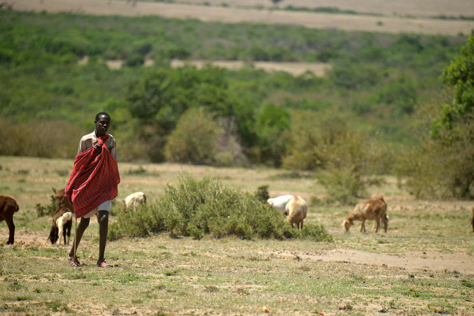 Massai als Ziegenhirte