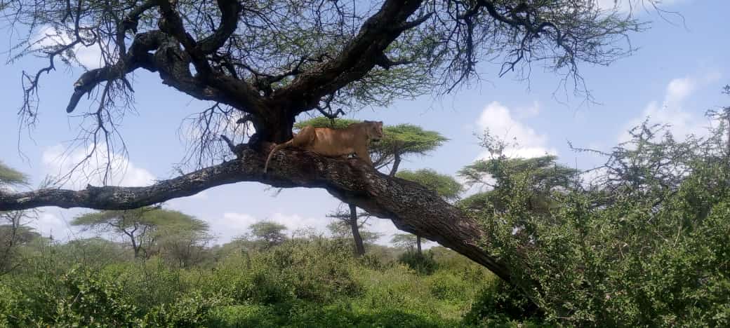 Massai: auf Jagd erspähte Löwin in Baum