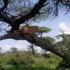 Massai: auf Jagd erspähte Löwin in Baum