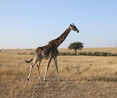 Massai-Giraffe