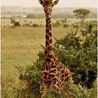 Massai-Giraffe