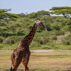 Massai-Giraffe