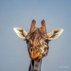 Massai-Giraffe