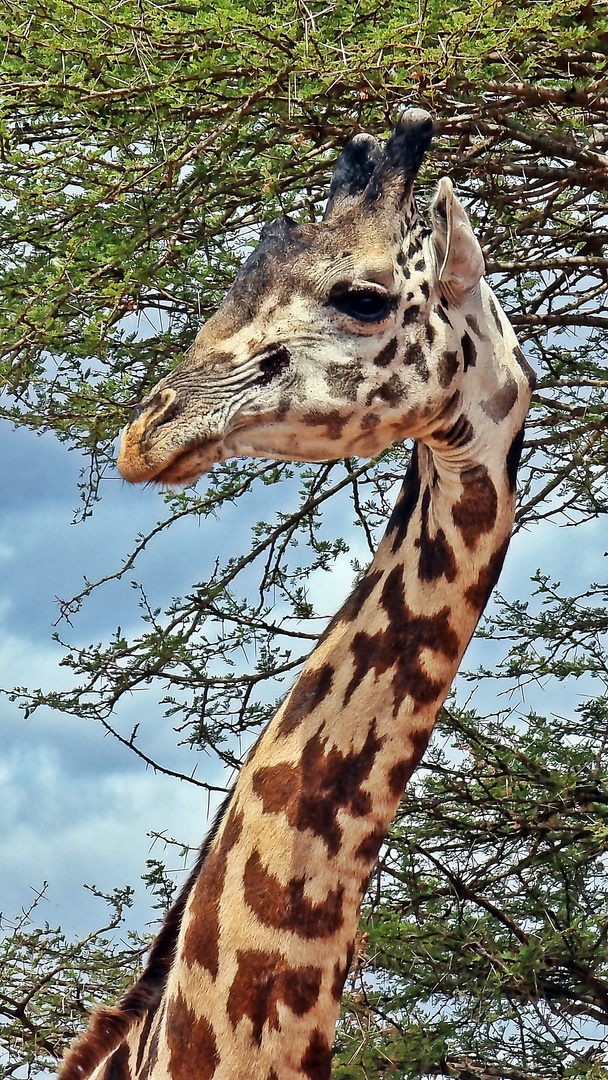 Massai Giraffe