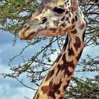 Massai Giraffe