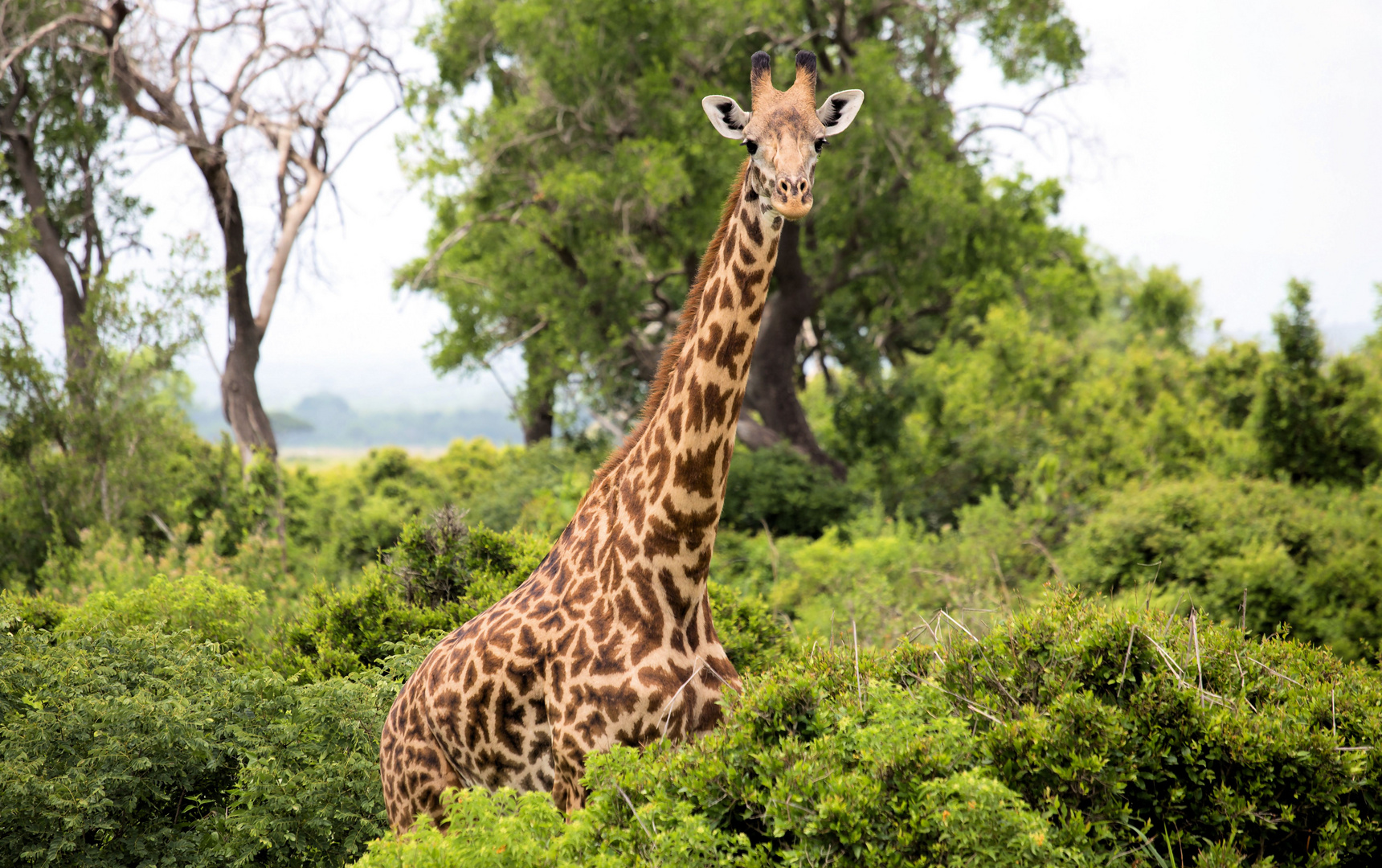 Massai Giraffe