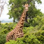 Massai Giraffe