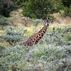 Massai Giraffe