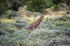 Massai Giraffe