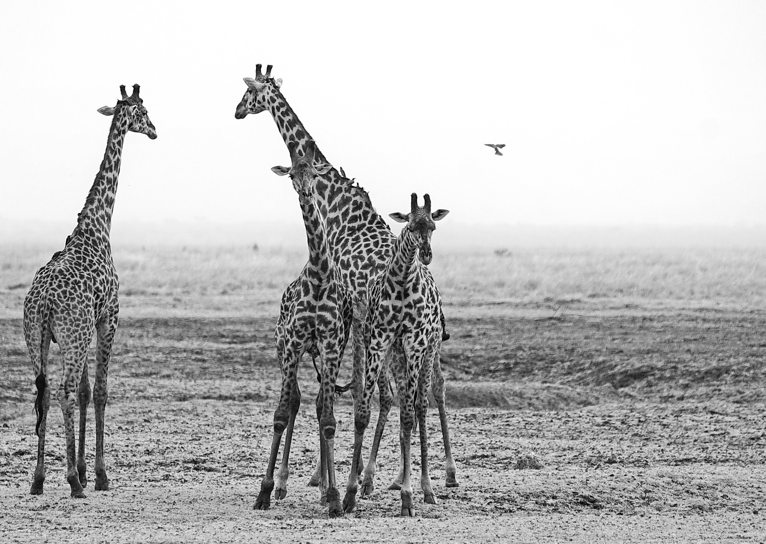 Massai-Giraffe