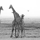 Massai-Giraffe