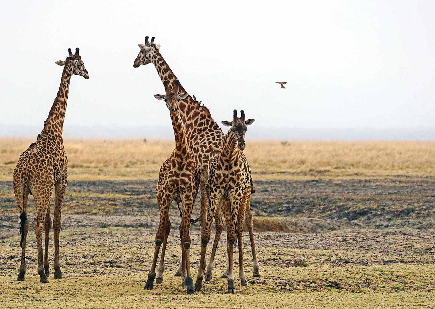 Massai-Giraffe - farbig