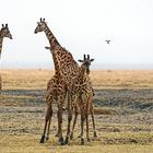 Massai-Giraffe - farbig