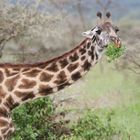 Massai-Giraffe (Giraffa camelopardalis tippelskirchi)