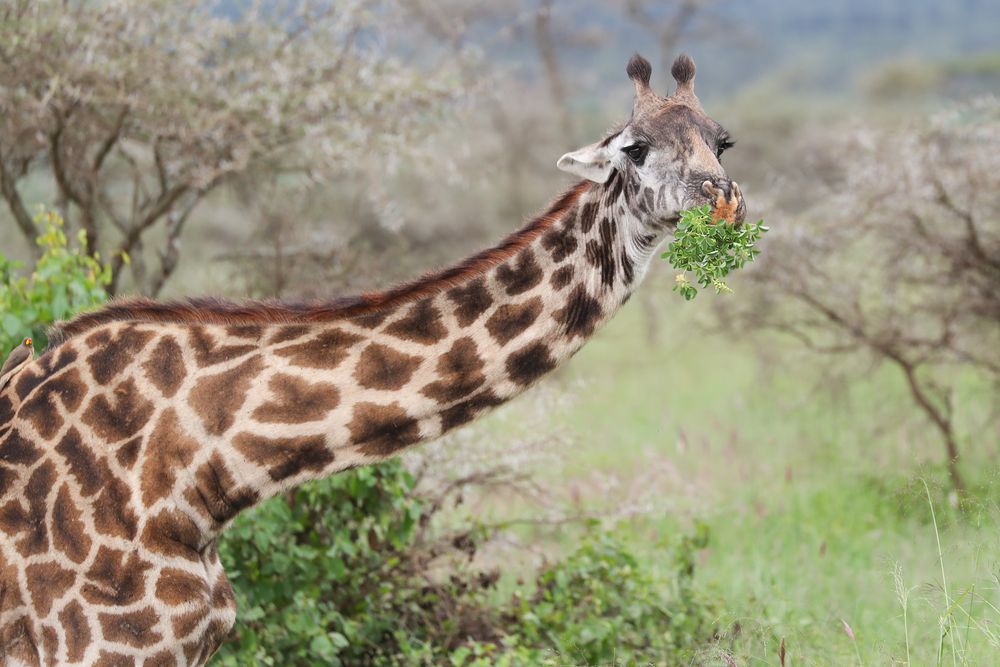 Massai-Giraffe (Giraffa camelopardalis tippelskirchi)