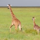 Massai-Giraffe (Giraffa tippelskirchi)