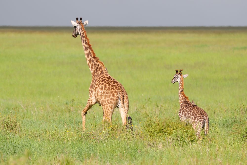 Massai-Giraffe (Giraffa tippelskirchi)