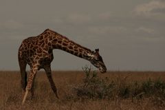 Massai-Giraffe (Giraffa tippelskirchi) (4)