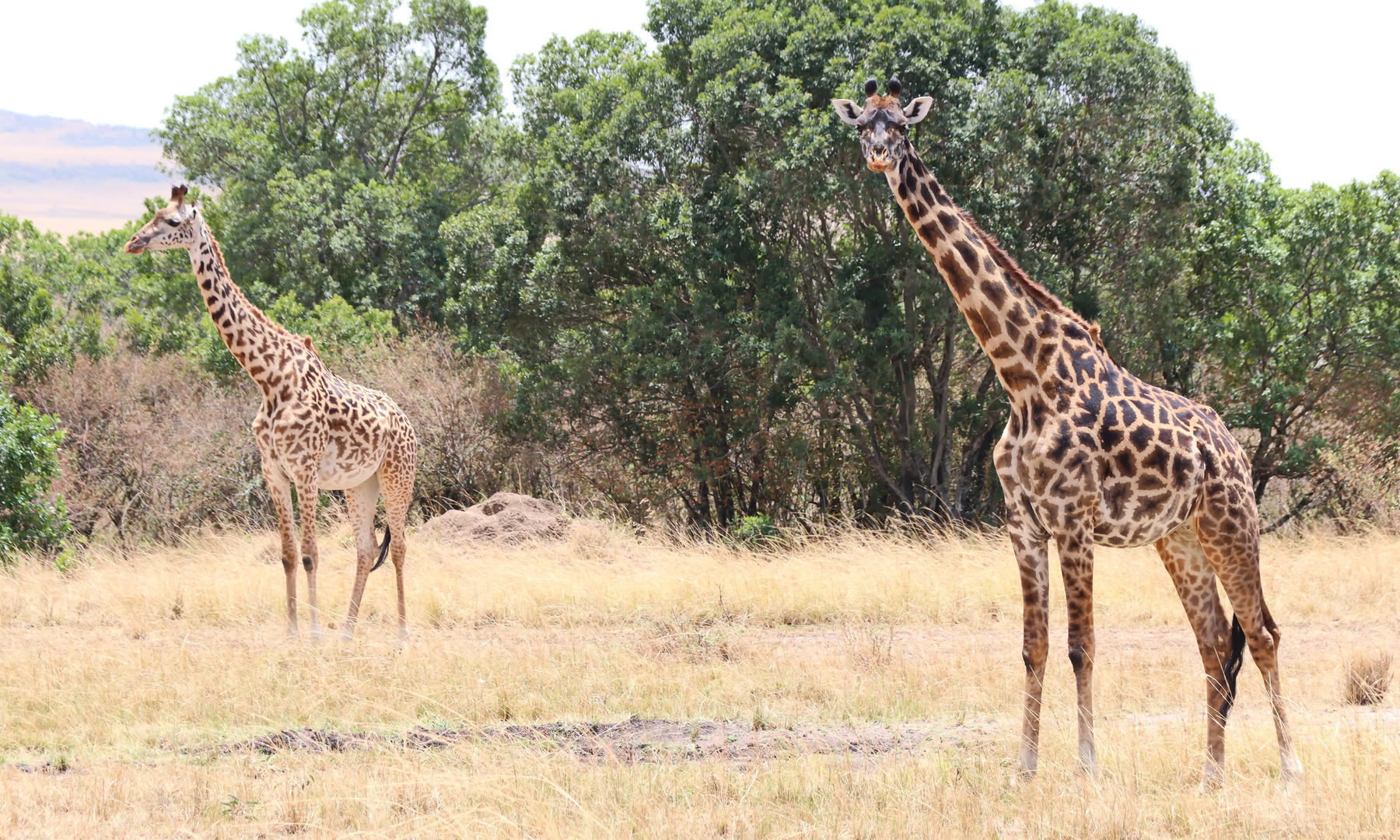 Massai-Giraffe (Giraffa tippelskirchi)