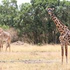 Massai-Giraffe (Giraffa tippelskirchi)