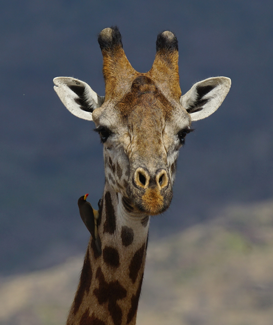 Massai-Giraffe mit Gelbschnabelmadenhacker