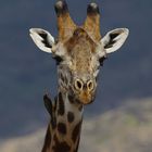 Massai-Giraffe mit Gelbschnabelmadenhacker