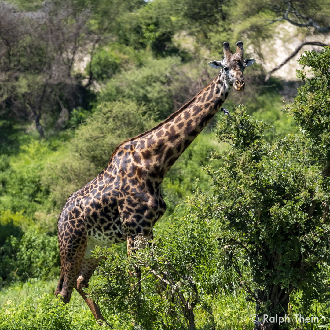 Massai-Giraffe und Fiskalwürger