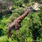Massai-Giraffe und Fiskalwürger