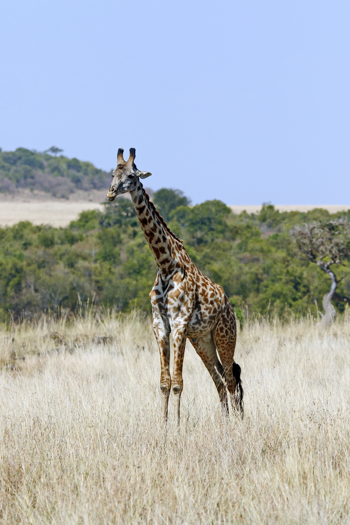 Massai Giraffe,G. c. tippelskirchi