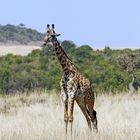 Massai Giraffe,G. c. tippelskirchi