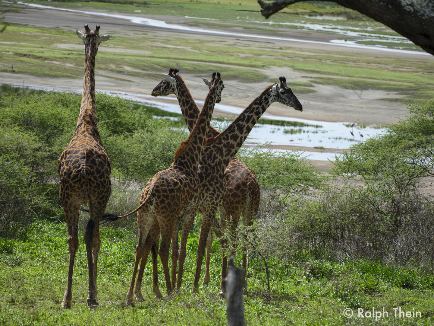 Massai-Giraffen