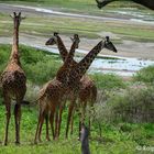 Massai-Giraffen