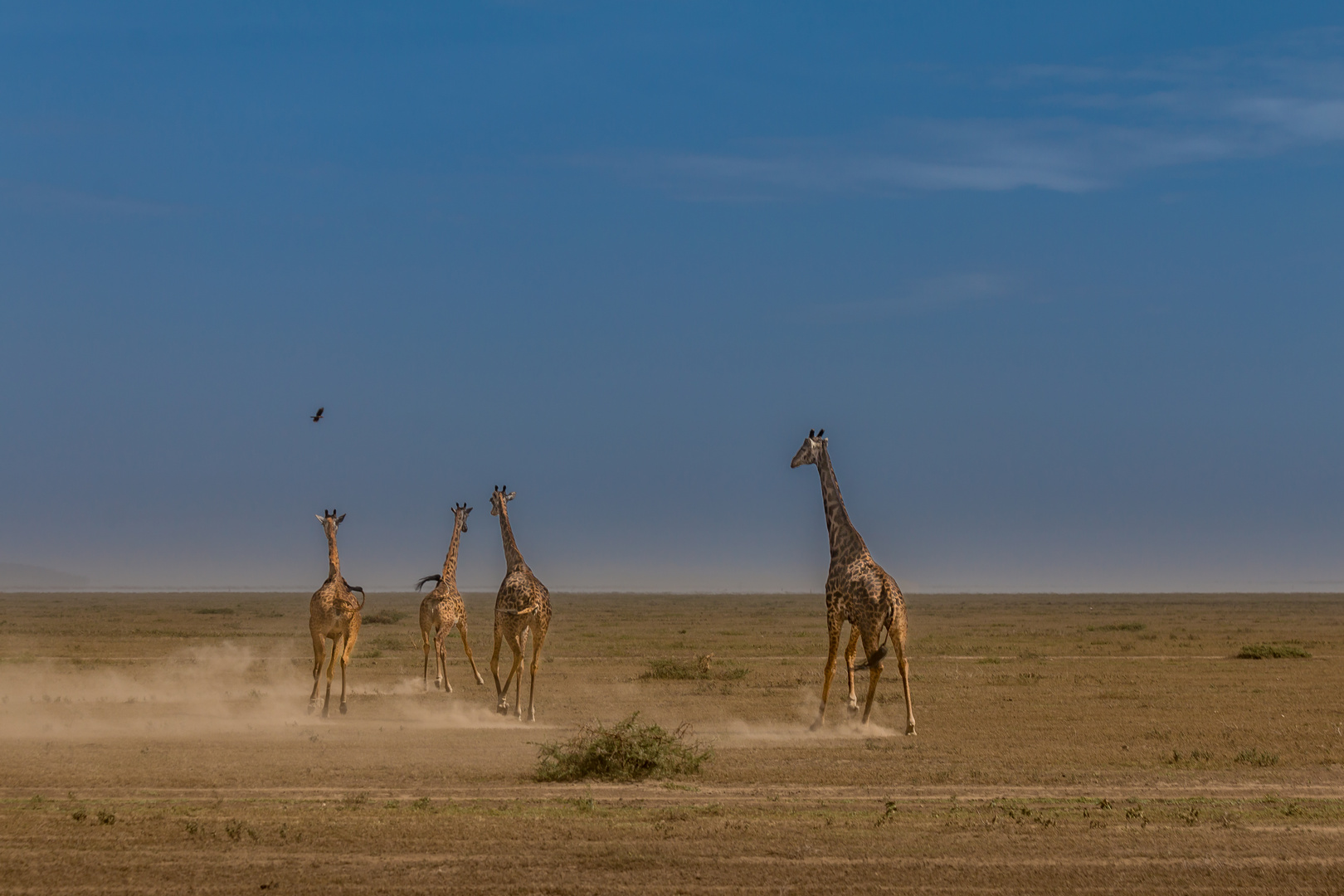 Massai Giraffen, Serengeti