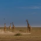 Massai Giraffen, Serengeti