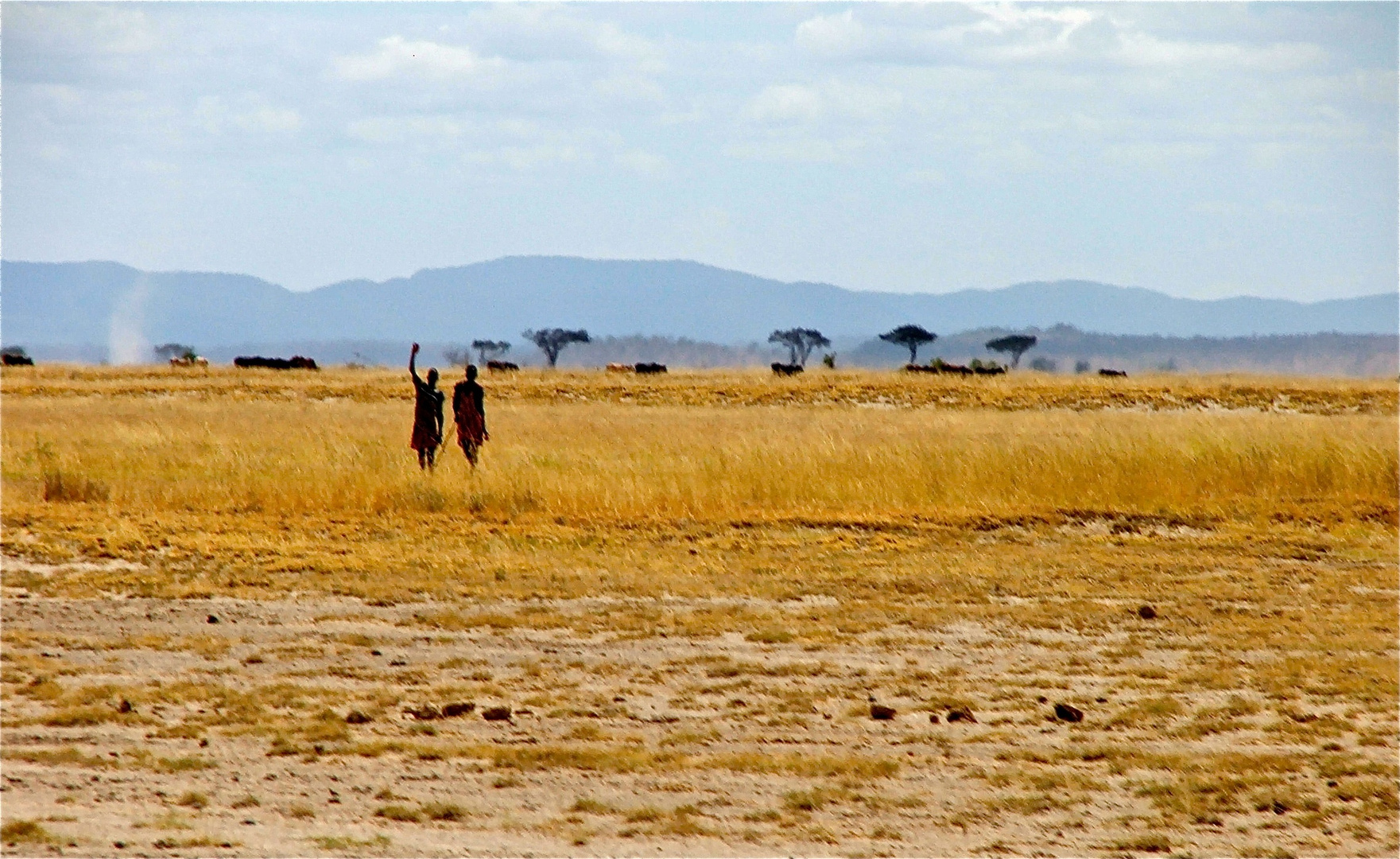 Massai Hirten