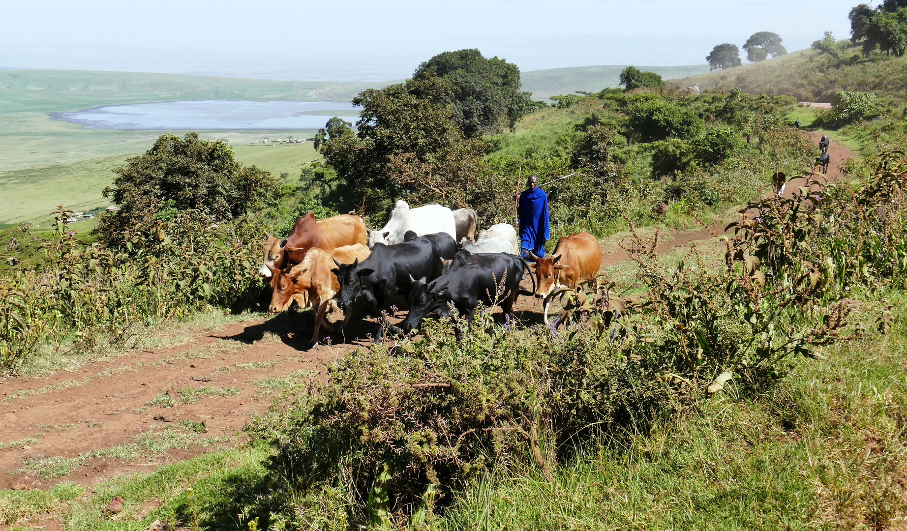 ...Massai in der Ngorongoro Conservation Aerea...