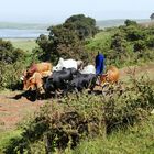 ...Massai in der Ngorongoro Conservation Aerea...