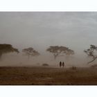 Massai in Sandstorm