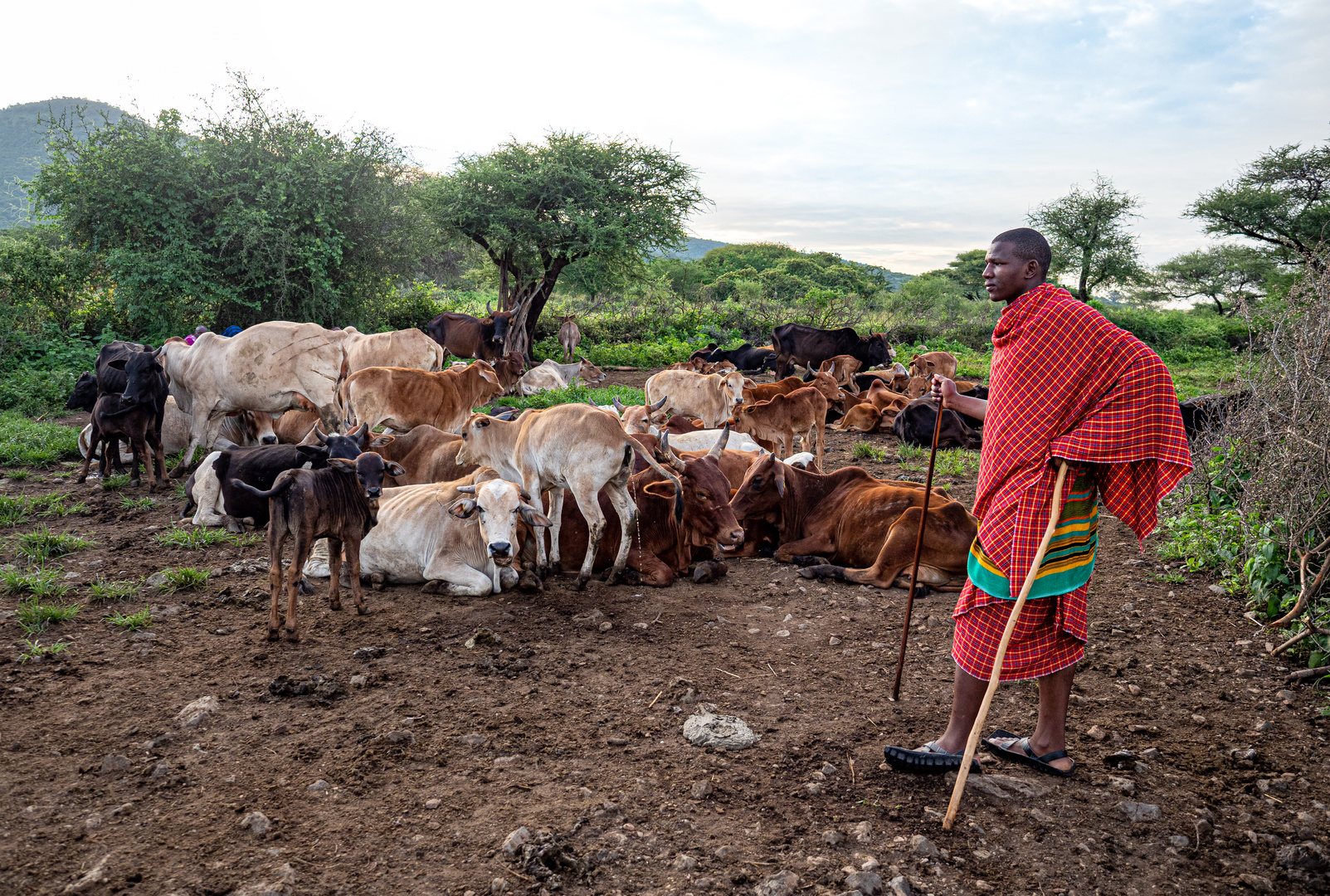 Massai-Krieger bei der Arbeit