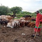 Massai-Krieger bei der Arbeit