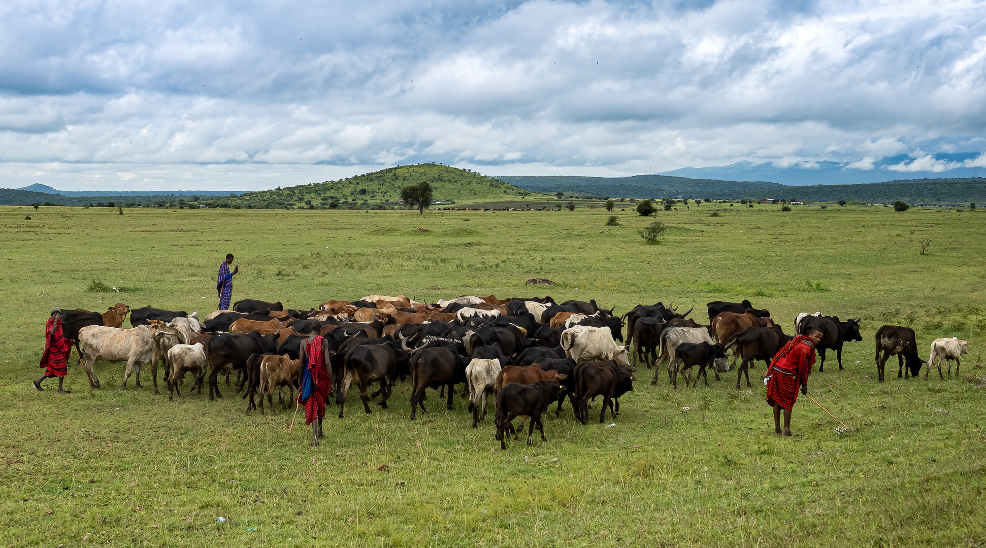 Massai-Krieger hüten Rinder