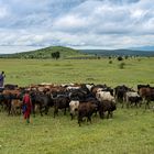 Massai-Krieger hüten Rinder