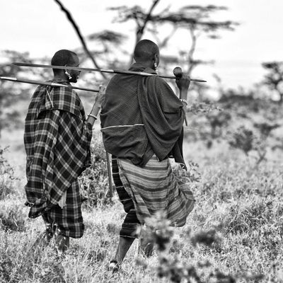 Massai - Laikipia Hochplateau