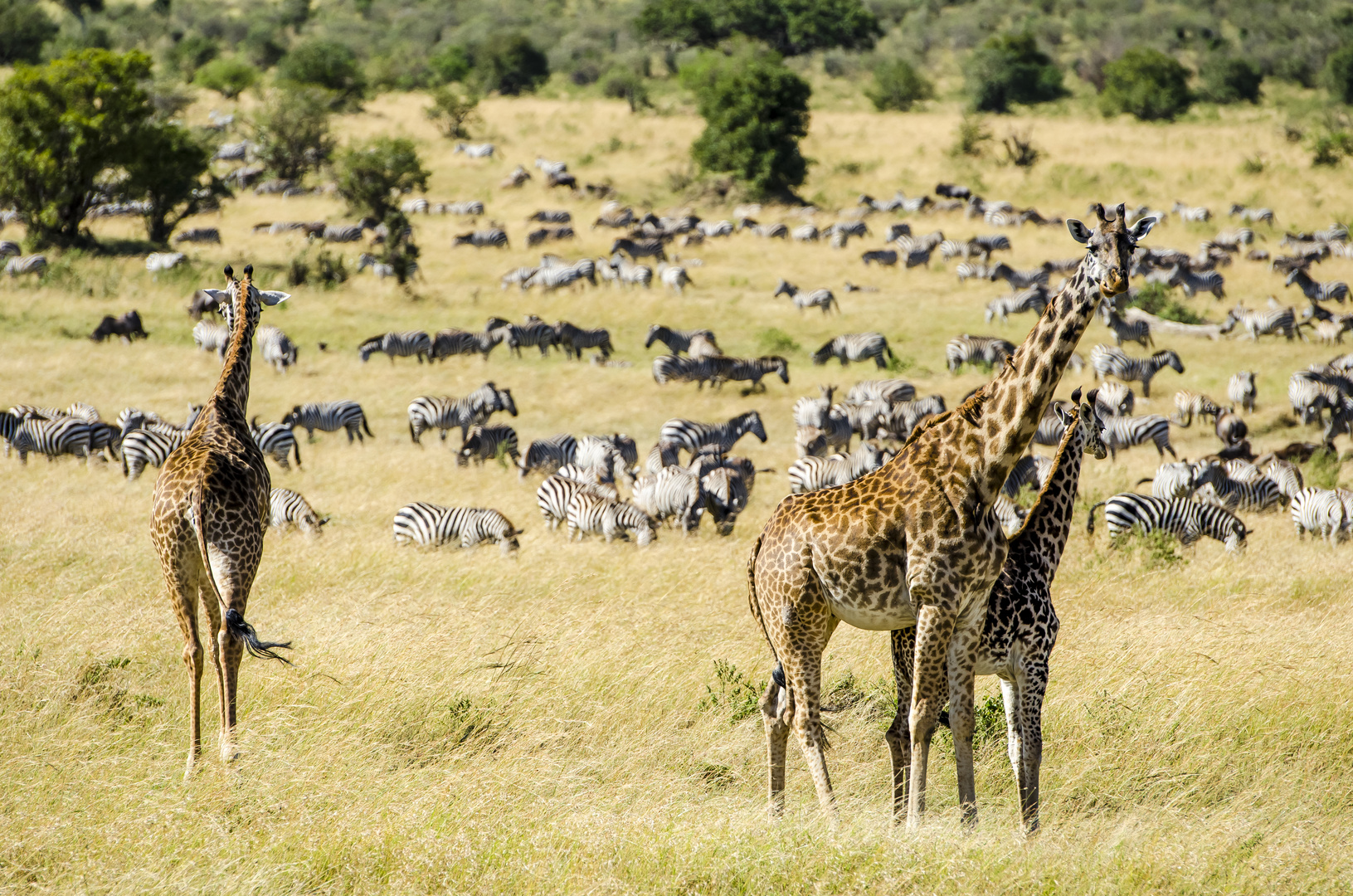 Massai Mara